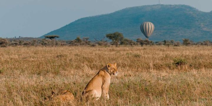 Balloon Safari (1)