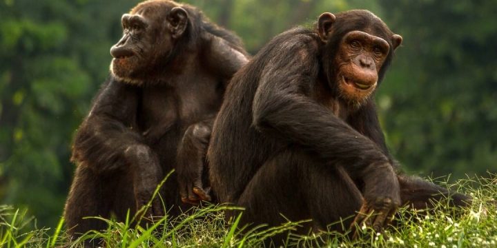 Chimpanzee Trekking