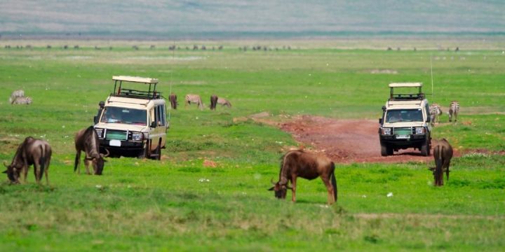 Game Drive